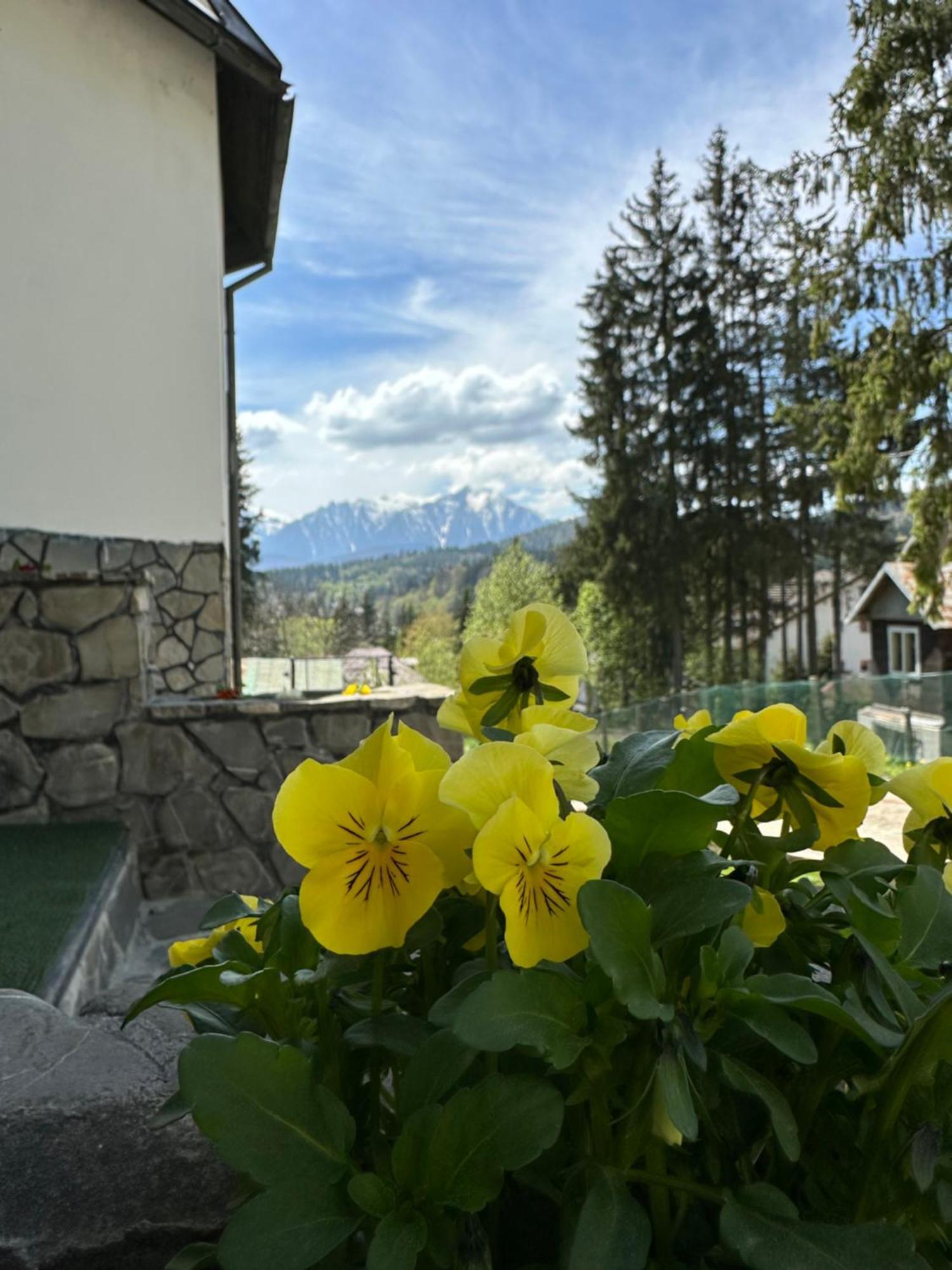 Pine Peak Apartments Predeal Eksteriør billede